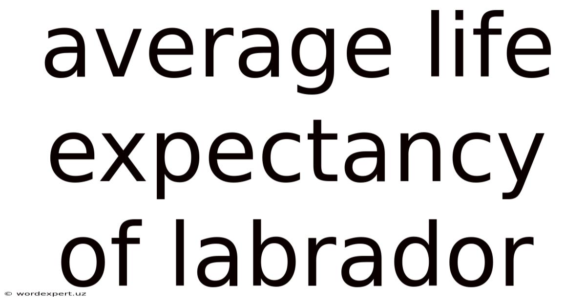 Average Life Expectancy Of Labrador