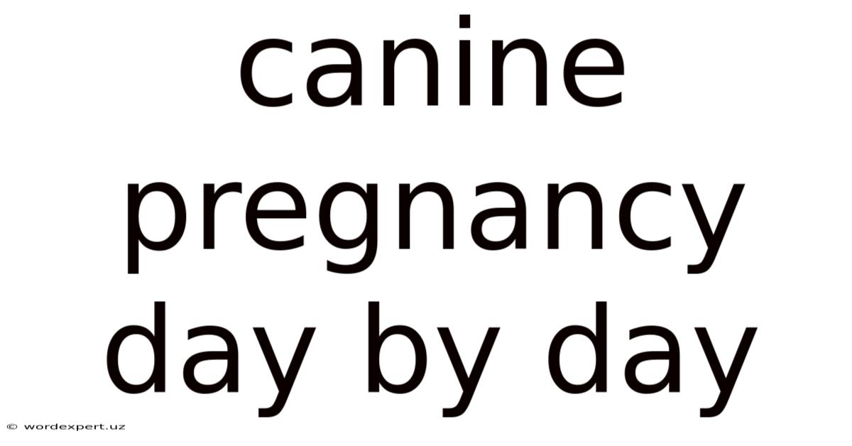 Canine Pregnancy Day By Day