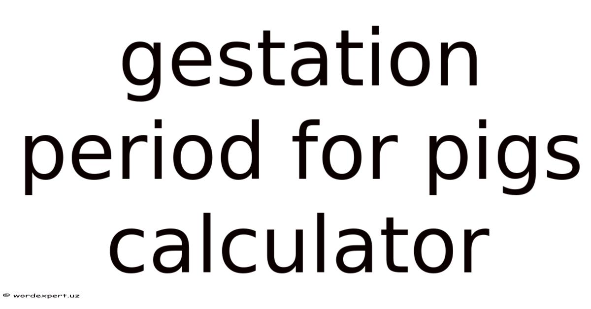 Gestation Period For Pigs Calculator