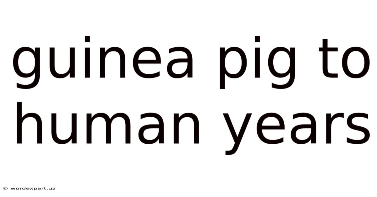 Guinea Pig To Human Years