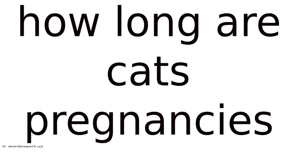 How Long Are Cats Pregnancies