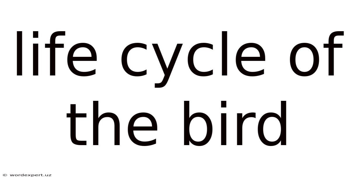 Life Cycle Of The Bird